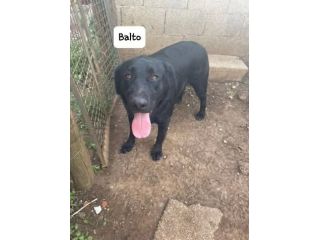Balto simil labrador