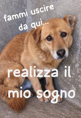 JERRY 10 ANNI taglia media - Foto 2