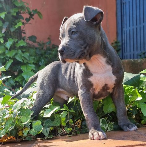 Cuccioli di Amstaff con pedigree in tutta Italia