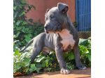 Cuccioli di Amstaff con pedigree in tutta Italia