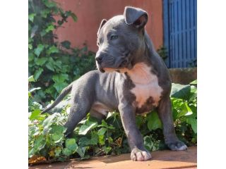 Cuccioli di Amstaff con pedigree in tutta Italia