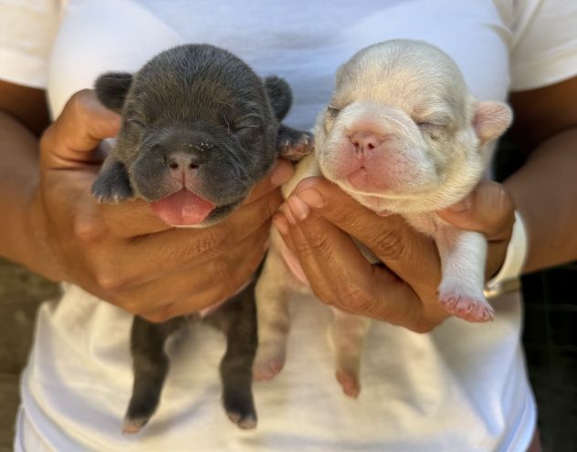 Cuccioli bulldog francese esotico - Foto 4