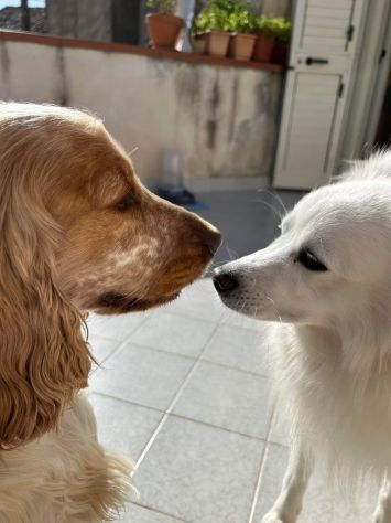 Cocker Spaniel e Volpino italiano cercano famiglia