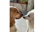 Cocker Spaniel e Volpino italiano cercano famiglia