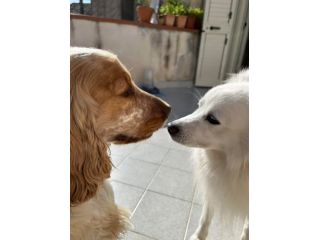 Cocker Spaniel e Volpino italiano cercano famiglia