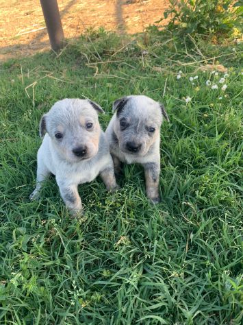 Splendidi cuccioli Australian Cattle Dog - Foto 4