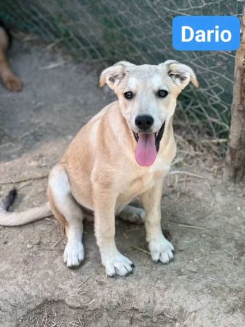 CUCCIOLI IN ADOZIONE - Foto 2