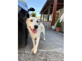 Malu cucciolo adozione del cuore