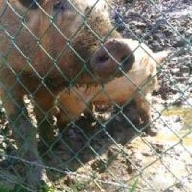 Il Giardino delle Noci - Foto 2
