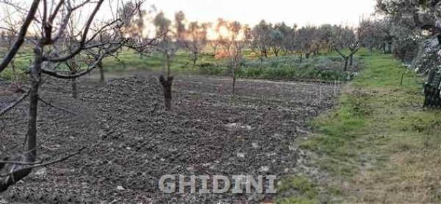 TERRENO AGRICOLO di 1 vani e di 14722 mq (GROSSETO - GORARELLA) rif. 2200.332M - Foto 3