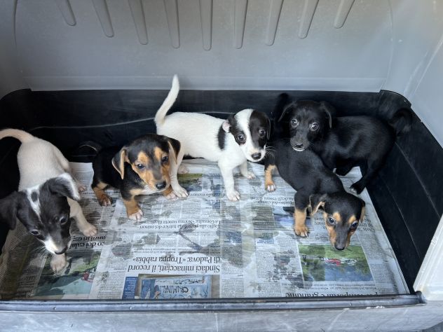 Jack Russell x Pinscher - Foto 2