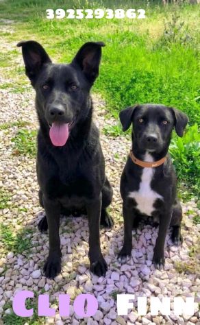 FINN cagnolino in adozione tg. medio piccola cerca una famiglia apri il suo box - Foto 7