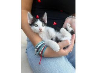 PULCE - gattina di 2 mesi