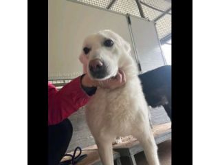 AGRIPPINA E AKIRA DA SEMPRE INSIEME, ADOZIONE DI COPPIA