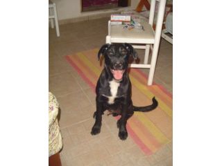 SIRIO, cucciolino in cerca di casa