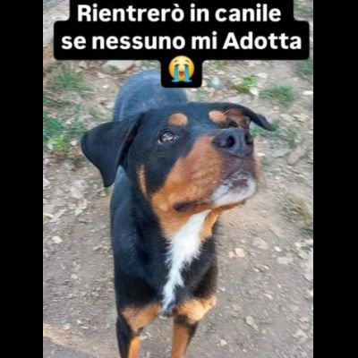 CORA CAGNOLINA IN ADOZIONE - Foto 2