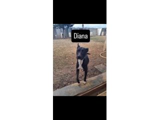 Adozione Diana simil Pitbull
