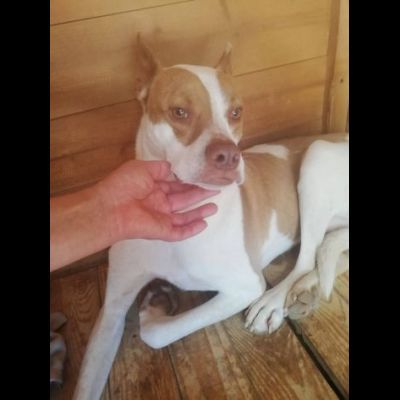 ELIO UN'OCCASIONE PER VIVERE, CANE IN ADOZIONE - Foto 3