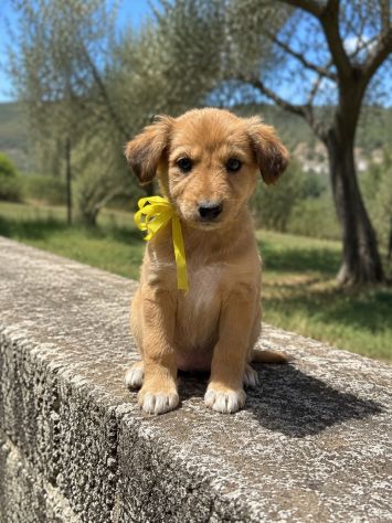 Regalo cuccioli taglia medio piccola - Foto 6