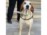 Newton il segugio con le lentiggini, adora le carezze, cane in adozione