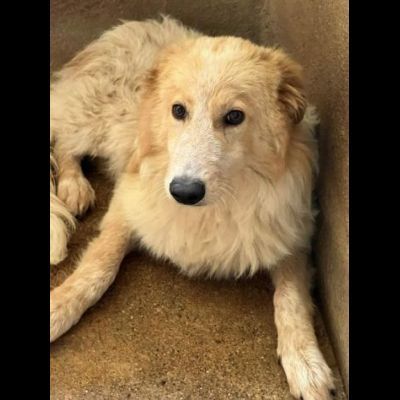 UN'OCCASIONE PER ARMANDINO: cane in adozione nato nel dicembre 2023 - Foto 4