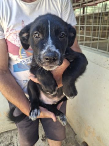 CUCCIOLI 3 MESI - Foto 6