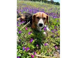 Penny beagle taglia piccola 10 kg