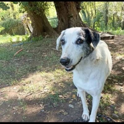 PLAYA, docile e pacata, un destino da cambiare, cagnolina in adozione - Foto 3