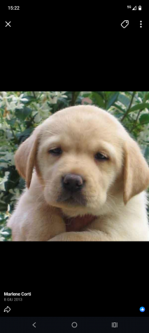 DOG SITTER - Bergamo