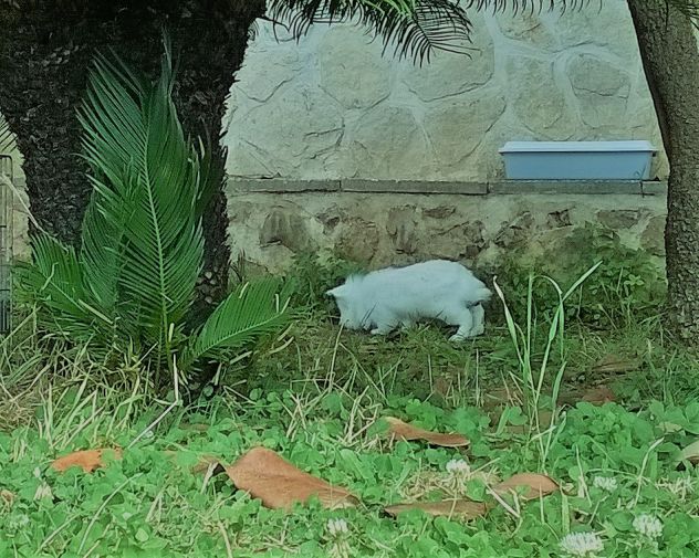 vitalizio per animali domestici - Foto 2