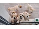 Cuccioli di Golden Retriever con Pedigree ENCI