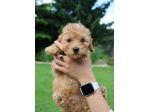 piccoli di maltipoo cuccioli