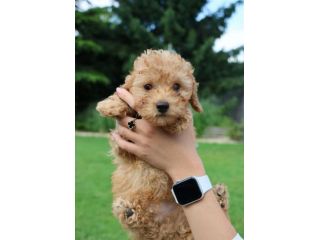 piccoli di maltipoo cuccioli