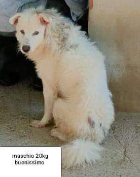 CANI IN ADOZIONE URGE AIUTARLI - Foto 2