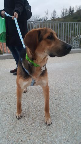 GILDA, tenerissima cucciolotta - Foto 4
