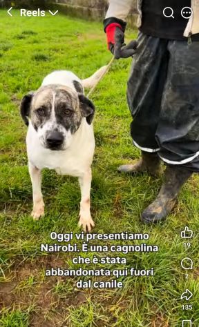 NAIROBI ADORABILE COCCOLONA CANE IN ADOZIONE - Foto 7
