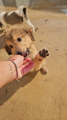 Uli: 3 mesi taglia contenuta - Foto 3
