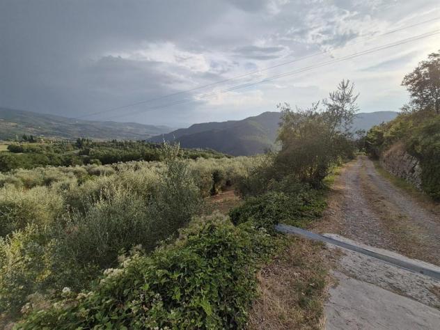TERRENO VENDESI OLIVETA DI 780 OLIVI CON RIMESSA , POSSIBILITA' LUCE E ACQUA - Foto 6