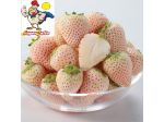 Fragola lucida