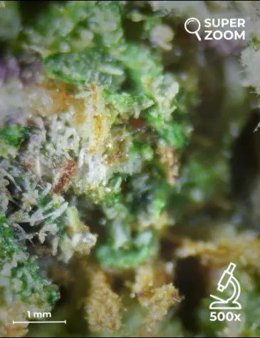 Lime Cookie - Foto 4