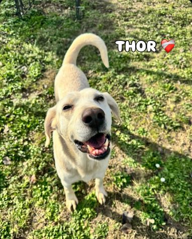 THOR DOLCISSIMO,  SOCIEVOLE, BRAVO AL GUINZAGLIO CANE IN ADOZIONE TG MEDIA - Foto 2