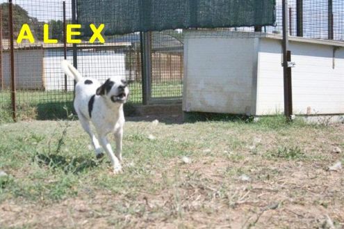 ALEX, giovane e dolcissimo cagnolino - Foto 4