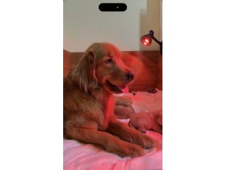 Cuccioli di Golden Retriever Americano