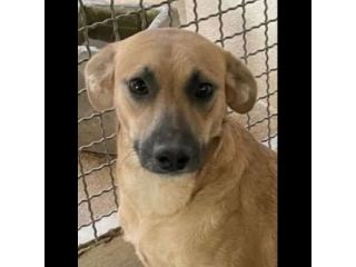 FIANDRA DELIZIOSA E SOCIEVOLE CAGNOLINA IN ADOZIONE TG MEDIA