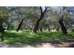 uliveto panoramico Ascea Capoluogo
