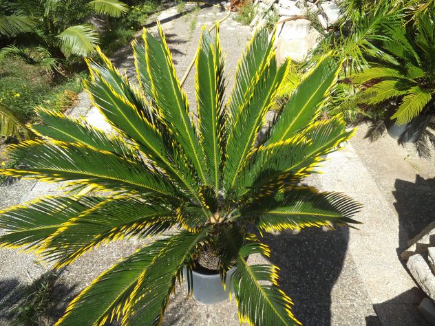 CYCAS REVOLUTA VAR. 'AUREA' - Foto 3