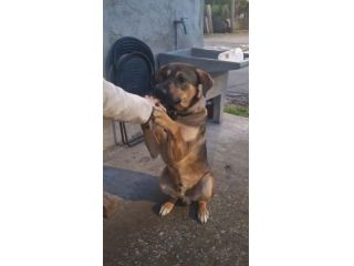 ROMEO 1 ANNO