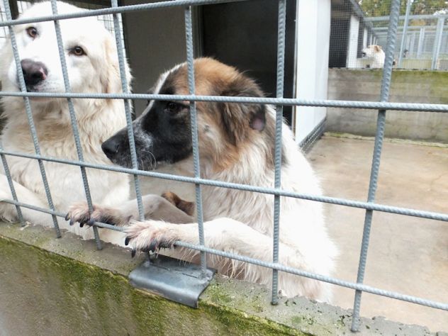 Coby bellissimo di taglia mediogrande - Foto 7