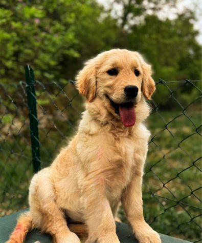 Golden retriever cuccioli - Foto 2