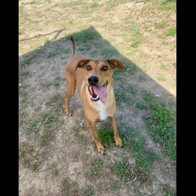 DOROTY ALLEGRA E SOCIEVOLE CAGNOLINA IN ADOZIONE - Foto 4